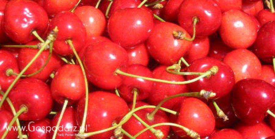 Chile – Rynek owoców pestkowych