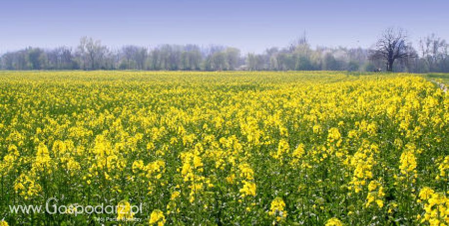 Tydzień na rynku giełdowym oleistych – 7.05.2012