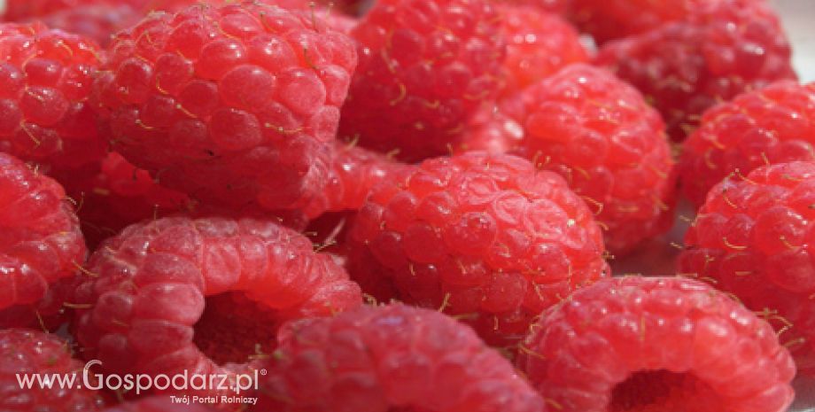 Komisja Europejska drastycznie obniża wsparcie dla wstępnie uznanych grup producentów owoców i warzyw