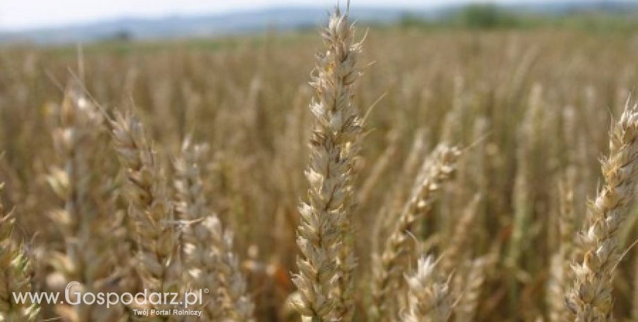 Polskie uprawy zagrożone suszą