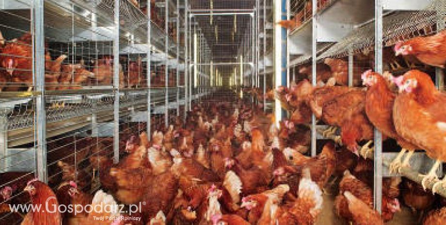 Sięgnęli po złoto