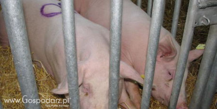 Niemcy – Wzrost importu prosiąt z Danii?