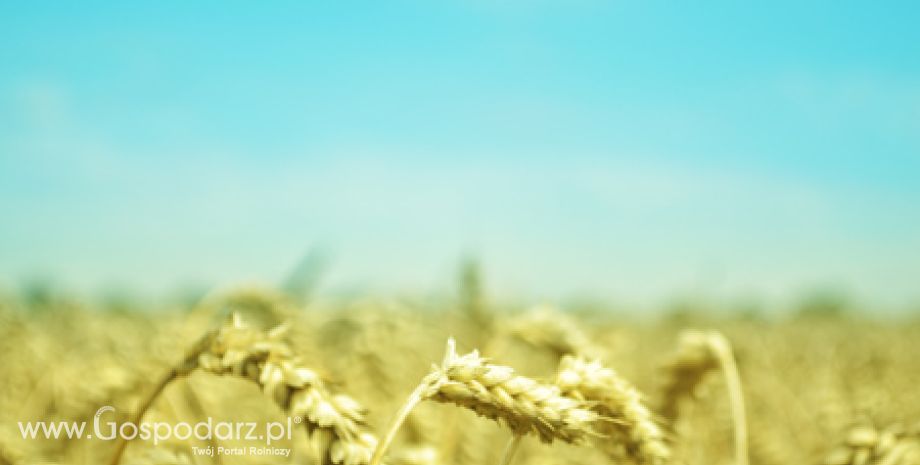 Dobre praktyki rolnicze - produkcja zbóż