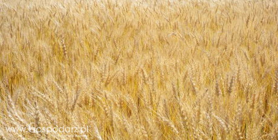 Ceny zbóż i oleistych na giełdach światowych– 4.10.2011