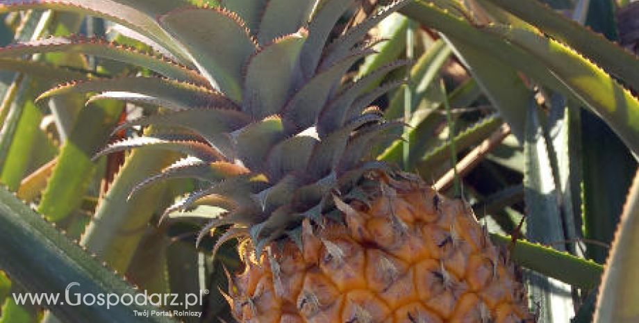 Kostaryka – Wzrost produkcji ananasów