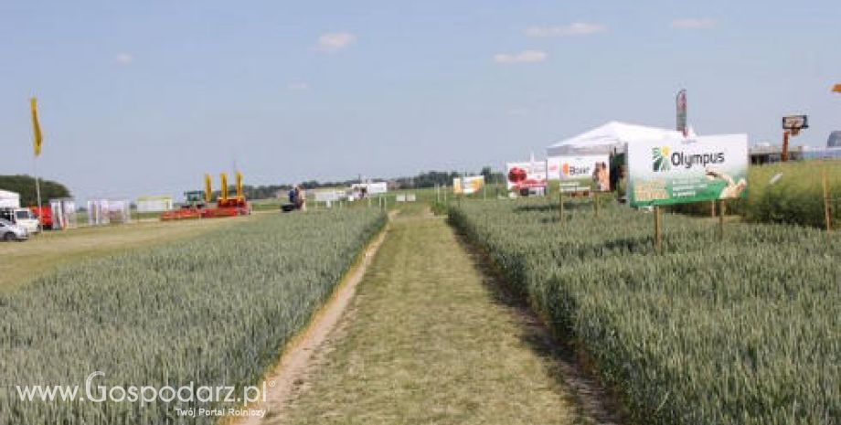 Tydzień na rynku giełdowym zbóż – 28.05.2012