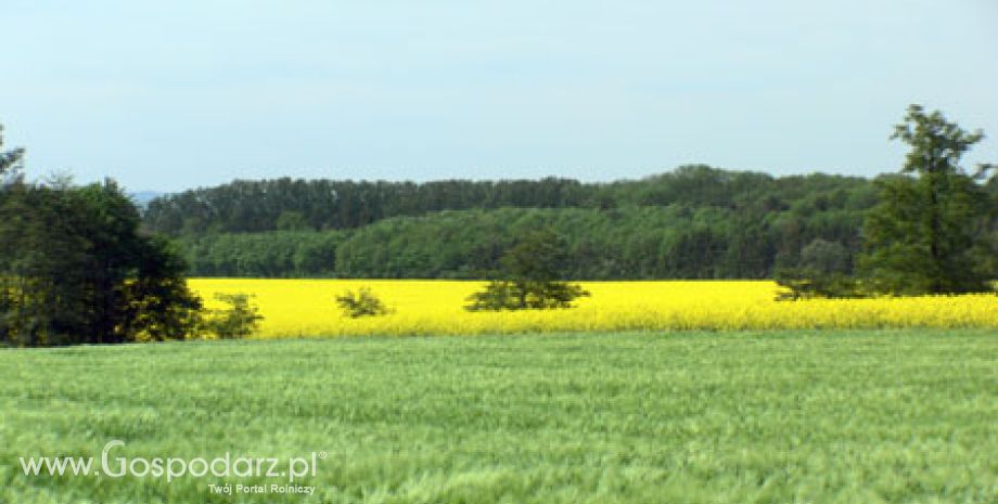 Informacja na temat stanowiska rządu w prawie WPR po 2013 r.