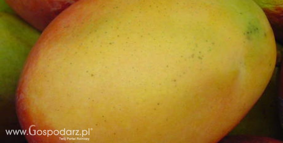 Pakistan – Niskie zbiory mango