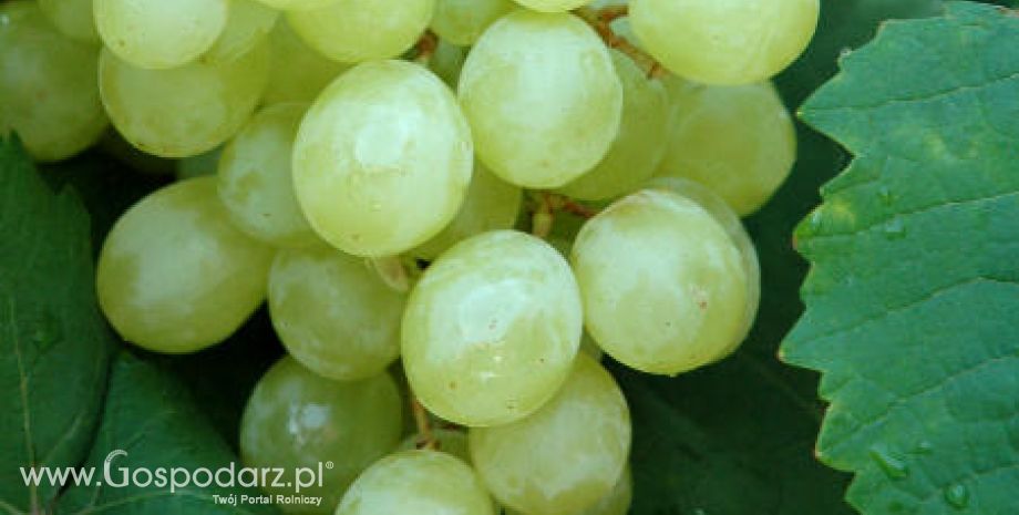 Indie – Wzrost eksportu winogron