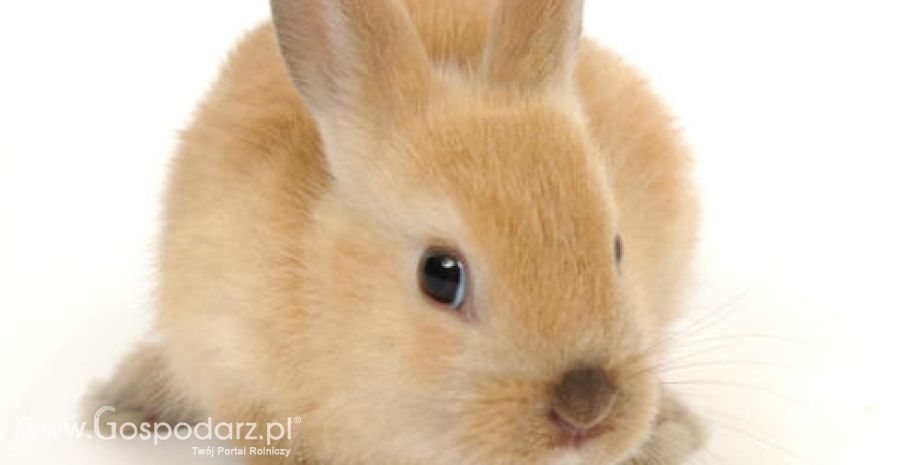 Odradza się w Polsce rynek hodowli królików