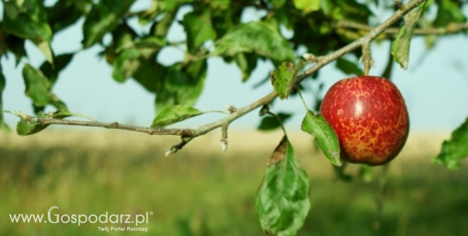 Sadownicy też liczą straty