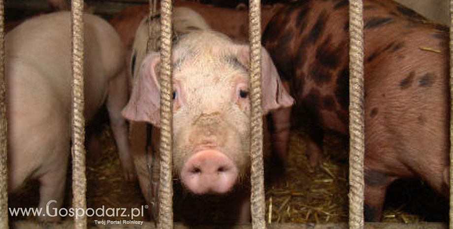 Afera dioksynowa w Niemczech mocno uderzyła w polski handel mięsem