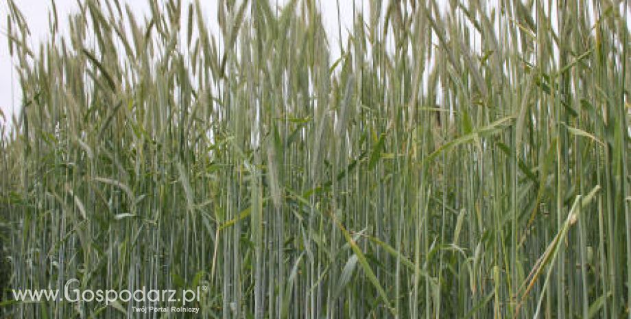 Ceny zbóż na giełdach światowych – 6.05.2012