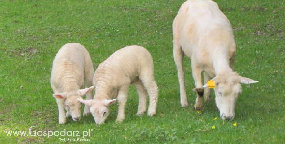 Owce zagoszczą na pastwiskach ze zdecydowanym opóźnieniem