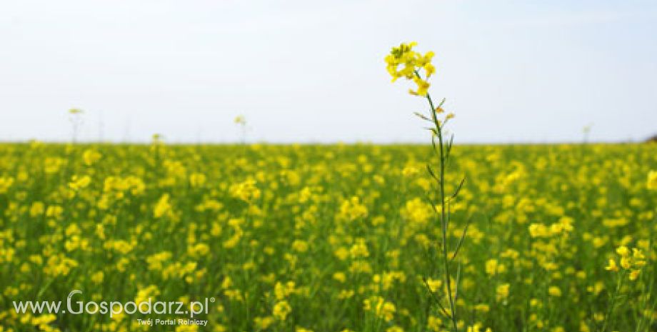 Targi Polskie Zboża pod patronatem branżowym Krajowej Izby Biopaliw