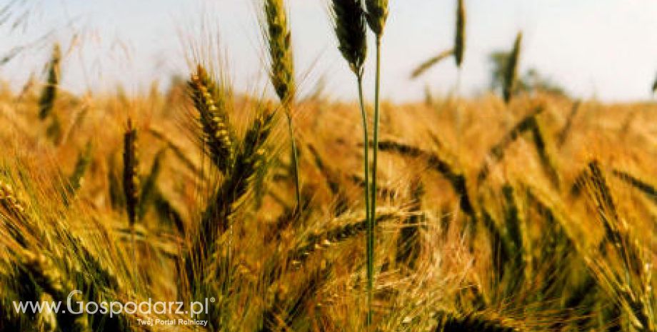 Słabe plony – wysokie ceny zbóż