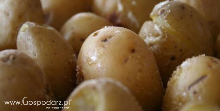 Komunikat IV Zagrożenie upraw nasiennych ziemniaka przez wirusy w 2011 roku