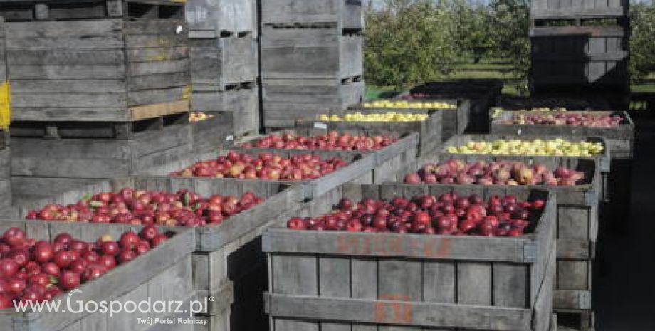 Zbiory jabłek mogą osiągnąć średnią wieloletnią