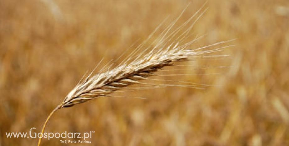 Krajowe ceny zbóż w punktach skupu