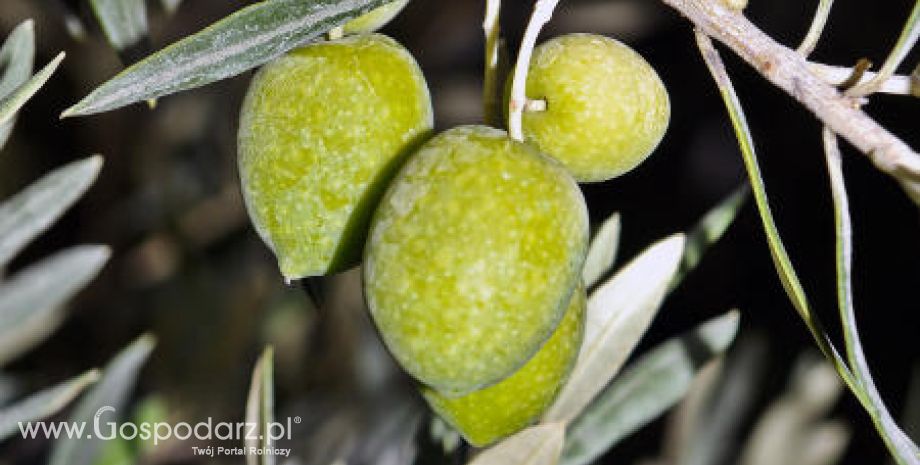 Wzrost produkcji oliwy z oliwek
