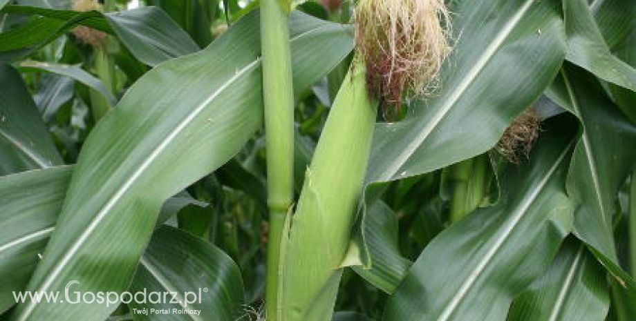 Stonka kukurydziana jako szkodnik rozpowszechniający się w Unii Europejskiej