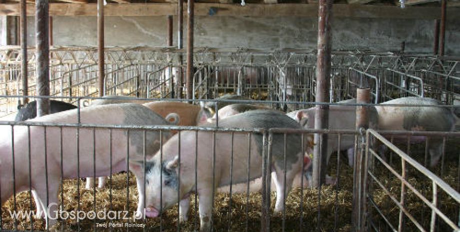 Niemcy – Tym razem skażone dioksynami mięso w Polsce?