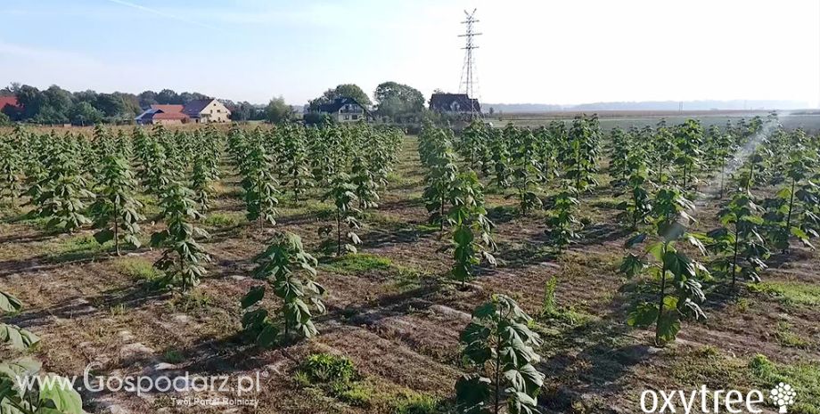 Oxytree TANIEJ tylko do końca grudnia