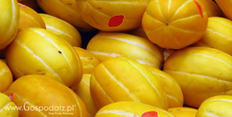 Wochy – Mniejszy import melonów