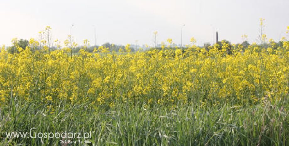 Ceny oleistych na giełdach światowych - 12.06.2012