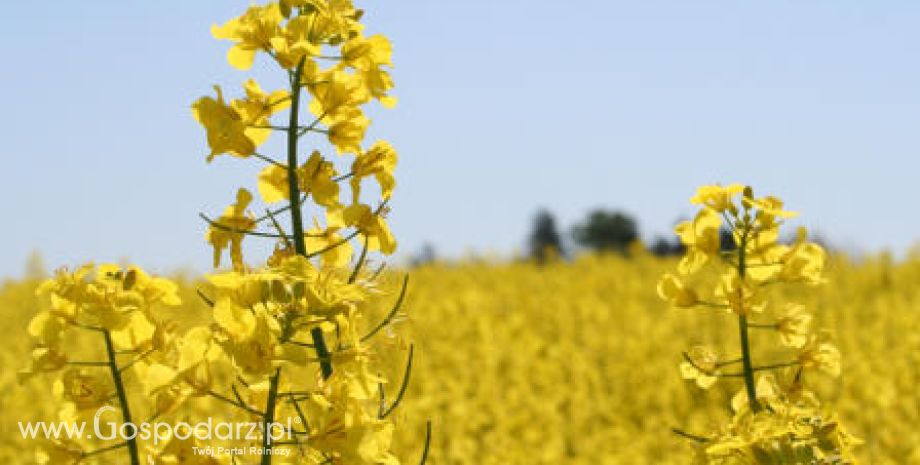 Tydzień na rynku giełdowym oleistych – 27.02.2012