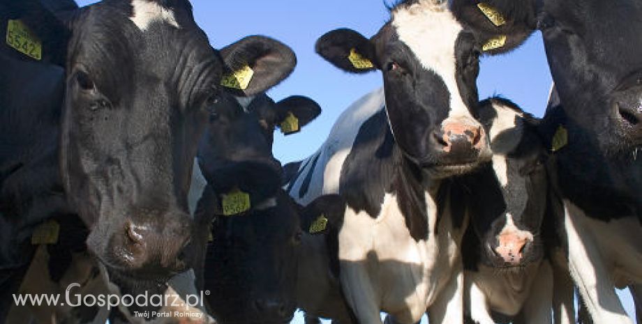 Argentyna – Ponowny spadek produkcji wołowiny