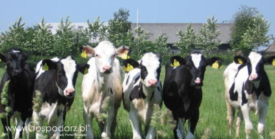 Wyhamowanie tendencji wzrostowej w unijnych skupach mleka