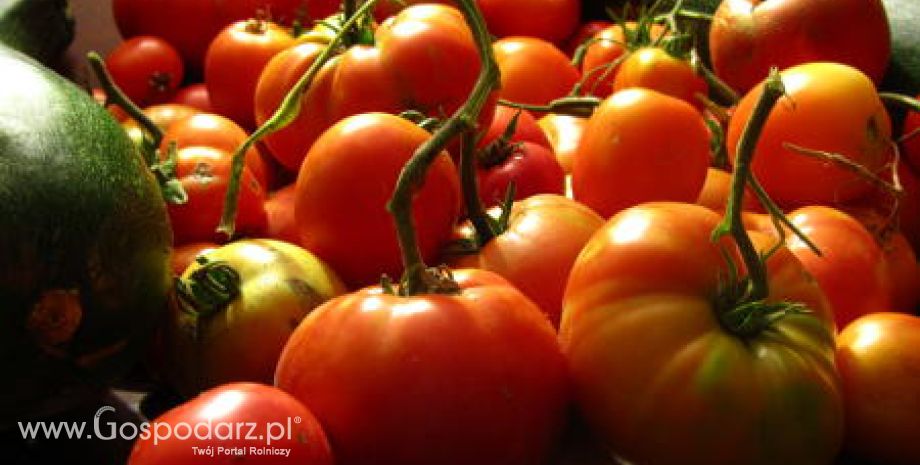 Zbiory pomidorów przemysłowych na świecie