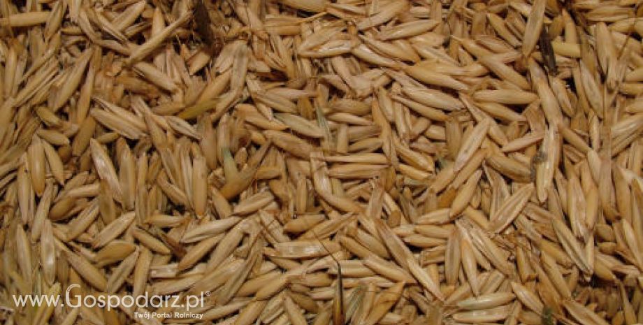 W poniedziałek silne wzrosty zbóż na giełdach światowych – 20.12.2011