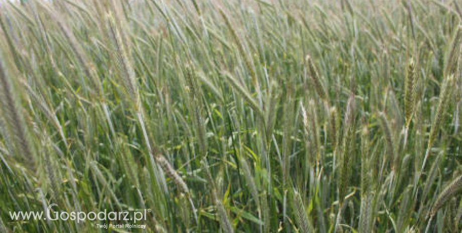 Rosja – Korekta prognoz tegorocznych zbiorów zbóż