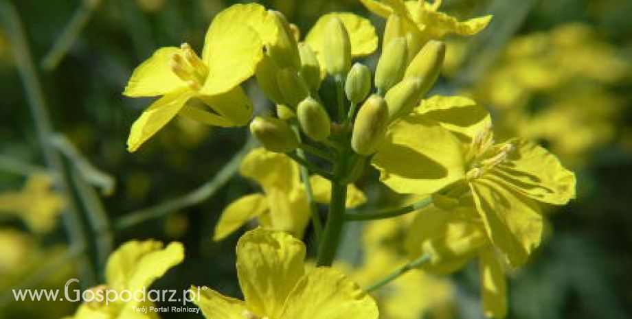 Nie widać końca wzrostów notowań na giełdowym rynku oleistych-14.03.2012