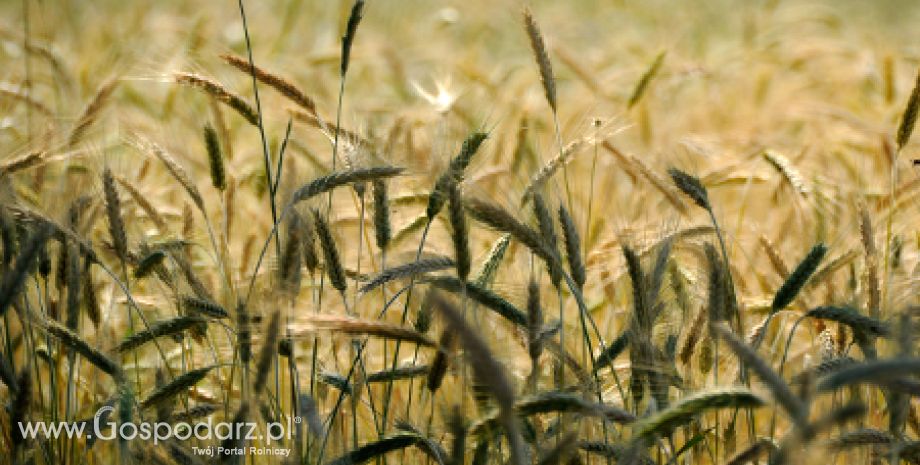 Amerykański raport przewidujący tereny zasiewów i status zbiorów zostanie opublikowany