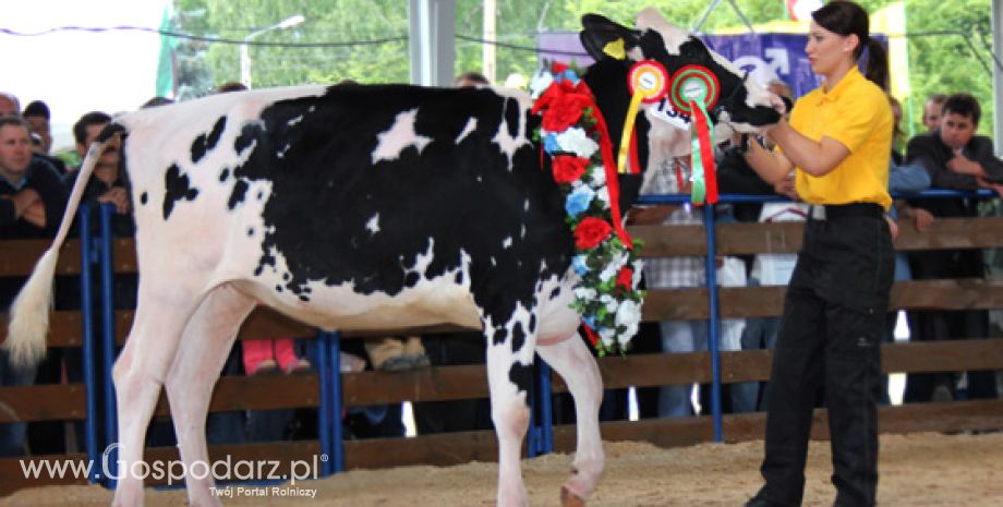 XVIII Regionalna Wystawa Zwierząt Hodowlanych i Dni z Doradztwem Rolniczym w Szepietowie już za nami