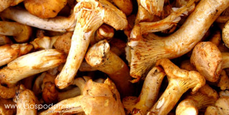 Portugalia – Dietetyczne odpady z grzybów w żywności
