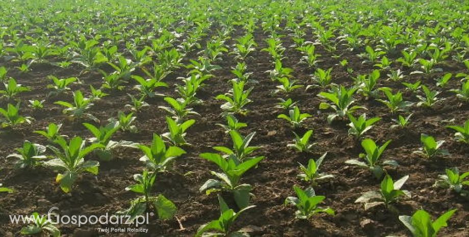 Jedna ustawa o GMO?