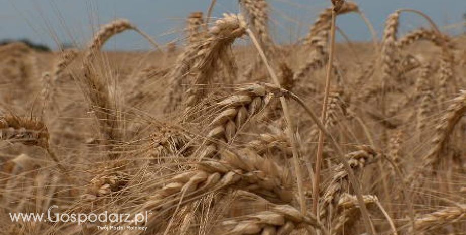 Chiny – Większe zbiory pszenicy