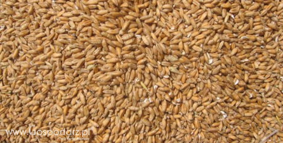 Rosja – Będzie drugie miejsce w światowym eksporcie pszenicy?