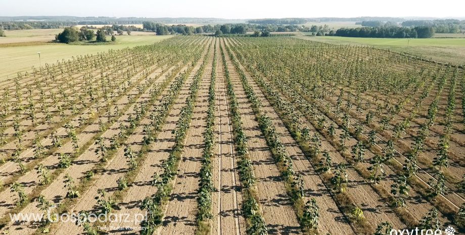 10-ha plantacja Oxytree w Lubuskiem – FILM