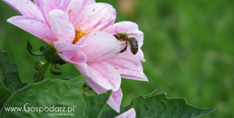 Wsparcie rynku produktów pszczelarskich na sezon 2011-2012