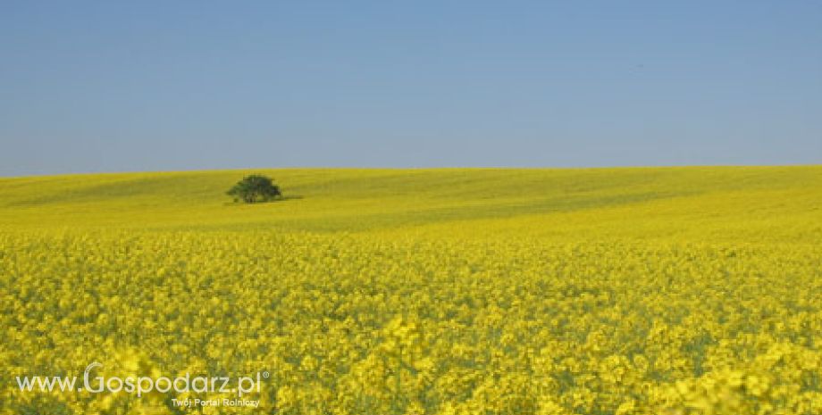 Rozszerzenie ochrony celnej UE na subsydiowany biodiesel pochodzący ze Stanów Zjednoczonych