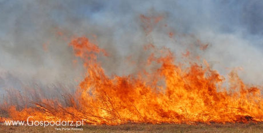 ARiMR przypomina, że wypalanie traw przez rolników jest zabronione i grożą za to sankcje finansowe