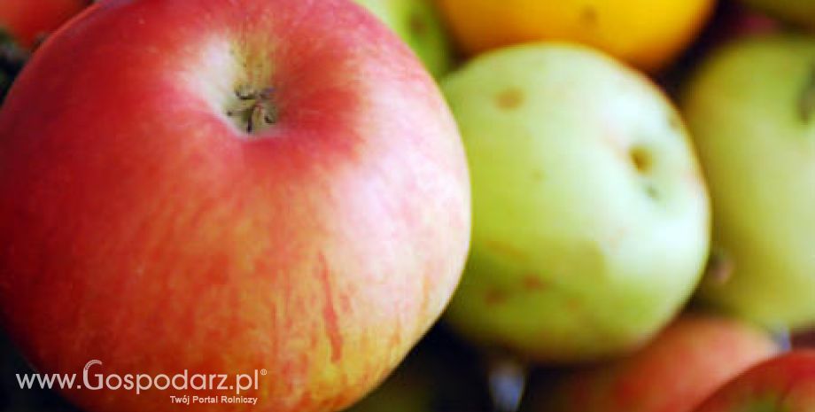 Wzrost eksportu polskich jabłek do Rosji