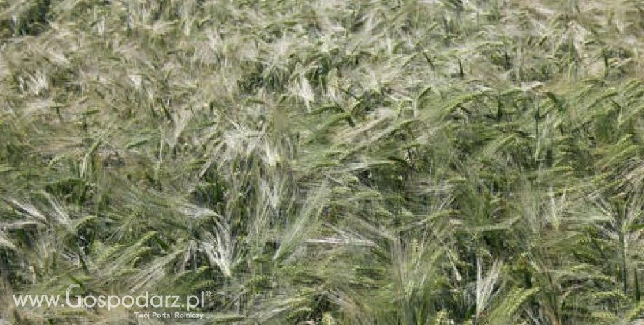 Rosnący w siłę dolar wspierał wczoraj przeceny zbóż - 30.05.2012