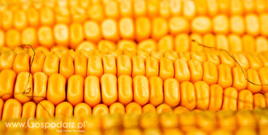 Wzrost importu unijnej kukurydzy