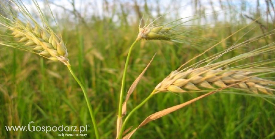 Zamieszanie na rynku zbóż - brakuje ziarna, a ceny wciąż rosną